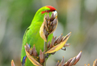 Parakeet red crowned102992.jpg